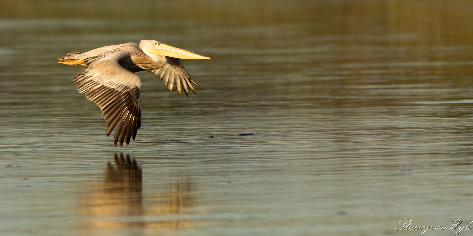 Discover the Estuary