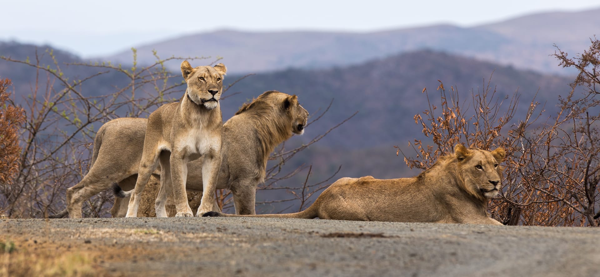 Explore Our Bush Adventures